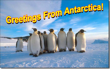 Penguin postcard from Antarctica