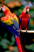 Bobbing Parrot
