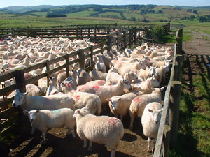 sheep in gate
