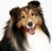Bailey